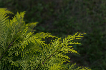 Beautiful leaves of thuja trees.  Natural green beautiful fence. Thuja evergreen coniferous tree  twigs. Thuja occidentalis. Beautiful background. Green thuja tree branches