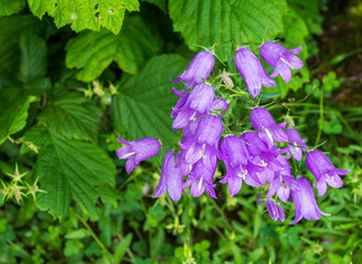 Mountain meadows, summer, flowering plants on a sunny day, close-up.