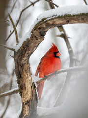 Male cardinal perched on tree branch in winter
