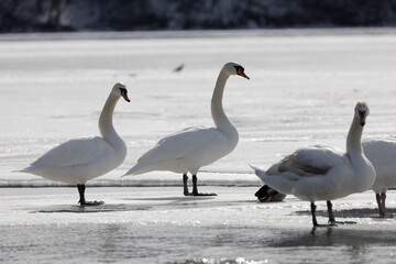 Swans on frozen lake in Upstate New York