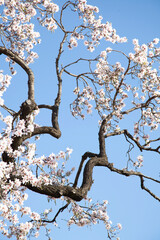 ramas de un árbol de almendro con flores blancas y rosa diseñando un dibujo recortado en un cielo azul