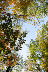 foto de copa de varios arboles con hojas de colores doradas y verdes en otoño con el cielo de fondo arboles