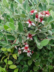 Feijoa sellowiana or Acca sellowiana red white flowers on green background.