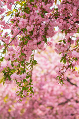 pink blossom of a sakura tree. spring holiday season