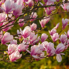 blossoming southern magnolia tree. spring nature pattern of pink flowers