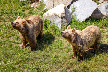 Bears, Brown Big Bear Animals in Natural Habitat in Comfortable Zoo of Germany.