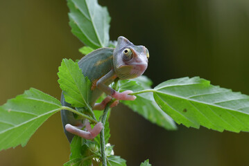 Close-up photo of a baby veiled chameleon  © DS light photography