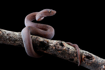 Mangrove pit viper covered with dew