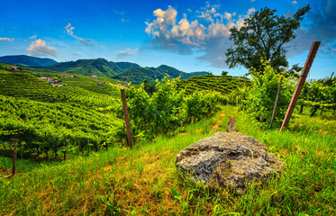 Vineyards' panorama