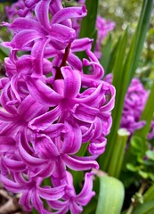 Hyacinthus orientalis in the garden, hyacinth in spring. Pink hyacinth in the hyacinth flowerbed with grass background in the garden. Magenta flowers, floral pattern, nature background. 