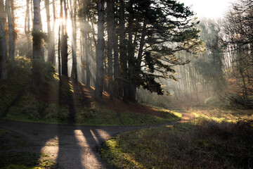 A Golden Walk down a Winding Sunrise Path in the Phoenix Park, Dublin with the Sun's Rays going through Pine Trees 