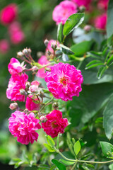 Fototapeta na wymiar Rose bush. Pink roses in the garden. Red rose bushes in the park. Delicate flowers. A hedge of rose bushes. floral background.