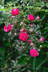 Rose bush. Pink roses in the garden. Red rose bushes in the park. Delicate flowers. A hedge of rose bushes. floral background.