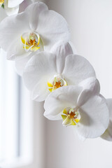 Fototapeta na wymiar White orchid. Blooming white Phalaenopsis or moth orchid on the windowsill in the interior.