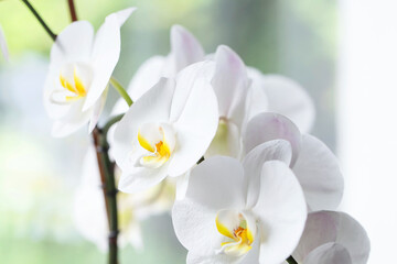 Naklejka na ściany i meble White orchid. Blooming white Phalaenopsis or moth orchid on the windowsill in the interior.