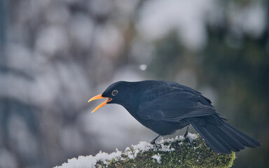 bird, natur, wild lebende tiere, tier, amsel, 