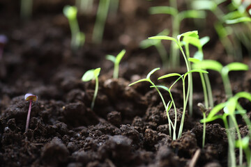 Close-up of small fresh green sprouts growing from fresh soil.