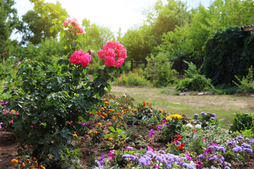 Flower bed with different colorful flowers in the garden. Rose bush. Landscape design.