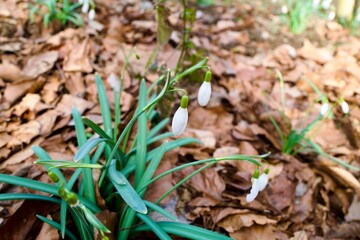 snowdrop at spring in the forest