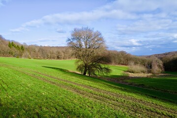 Obraz premium landscape with trees in the spring