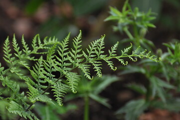 fern leaves