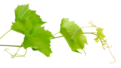 Feuilles de vigne