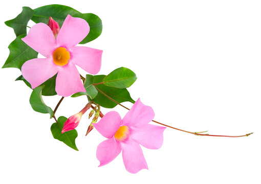 Fleurs de Diplad&eacute;nia rose	