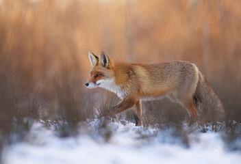 Fox ( Vulpes vulpes ) in the morning light