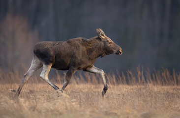Moose / Elk ( Alces alces ) close up