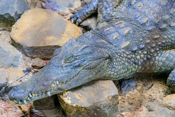 Krokodil auf Madagaskar