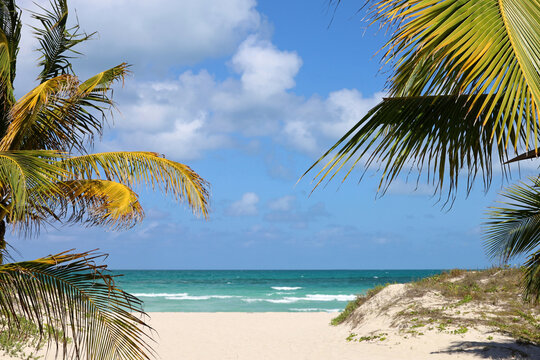 Picturesque view to tropical beach with white sand and coconut palm trees. Tourist resort on Caribbean island © Oleg