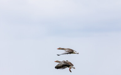 flying greylag goose (anser anser) 