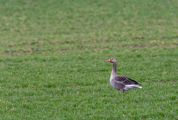 Obraz na płótnie Canvas Greylag goose (anser anser) on the green grass 
