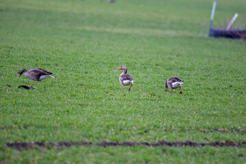 Greylag goose (anser anser) on the green grass 
