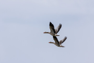 Fototapeta premium flying greylag goose (anser anser) 