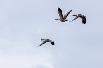 flying greylag goose (anser anser) 