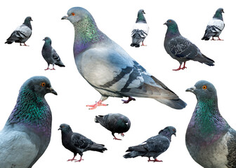 Grey set doves in different poses group curious urban pigeons - 575718968