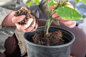 Close-up woman repots a plant in a bigger pot, passion fruit plant, holding soil in her hand, no...