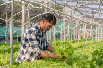 Obraz premium Hydroponics vegetable farm. Young Asian man farmer harvesting vegetables from his hydroponics farm, concept of growing organic vegetables and healthy food.