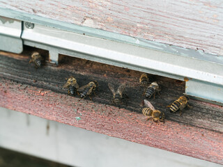 Closeup shot of honey bees coming out of its hive - beekeeping concept