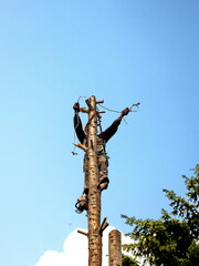 Lumberjack hangs on a safety belt on a larch tree and uses a chainsaw to cut a tree trunk