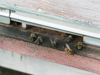 Honey bees at coming and going at the hive