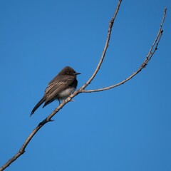 Black Phoebe