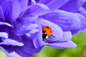 Fototapeta premium Ladybug in Purple Petal 04