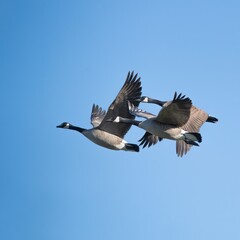 Canadian Geese in Flight