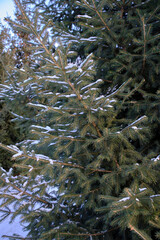 Spruce branches are covered with snow, winter is in forest.