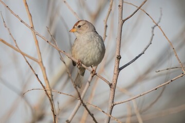 White-Crowned Sparrow