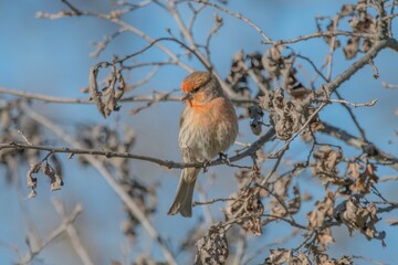 Vermilion Flycatcher