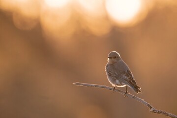 Western Bluebird Sunset