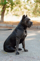 Portrait of a dog outdoors. Adult male Cane Corso